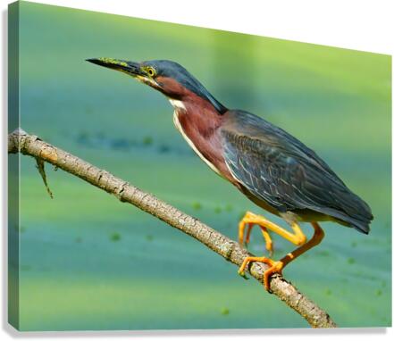 Green Heron hunting Canvas Print