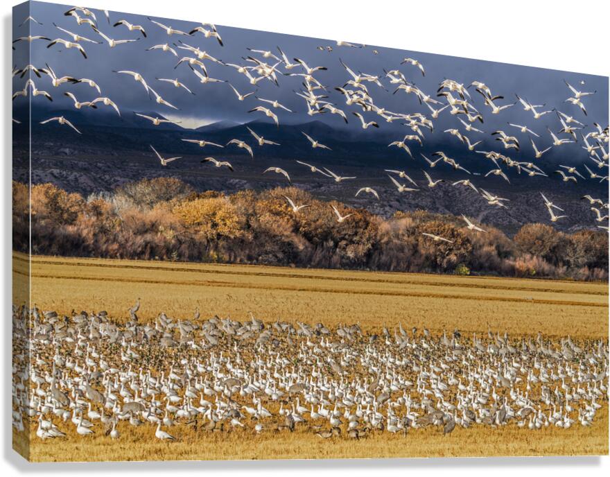 Migration of the birds  Canvas Print