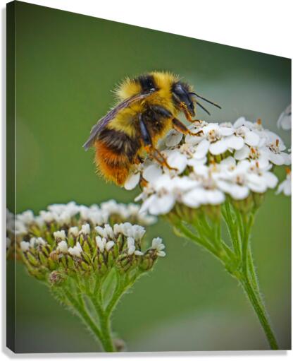 Honeybee on flower Canvas Print