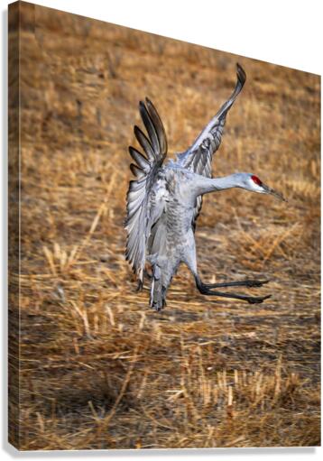 Quick stop  Canvas Print