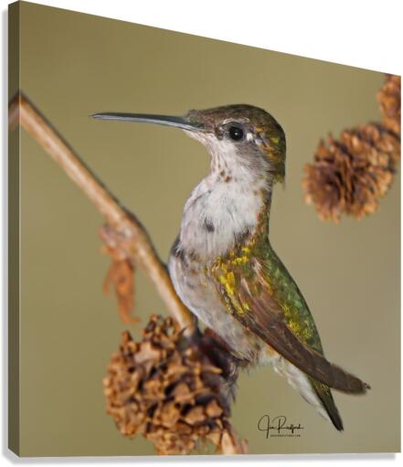 Hummer in the cones Canvas Print