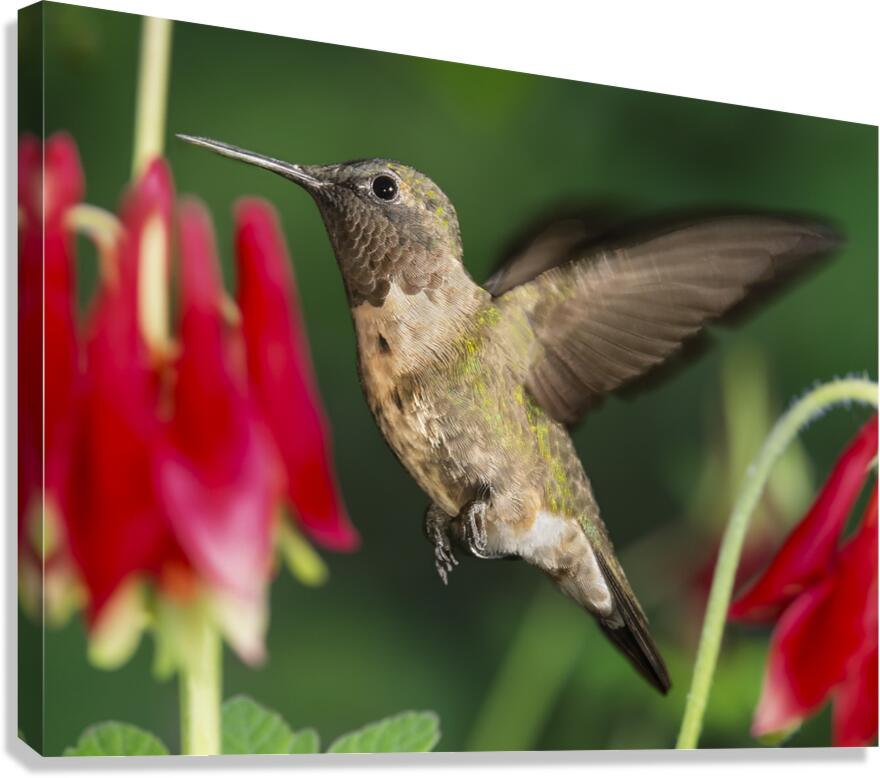 Hummer in the red Canvas print