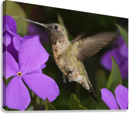 Hummer in the purple  Impression sur toile