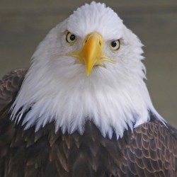 Bald eagle 