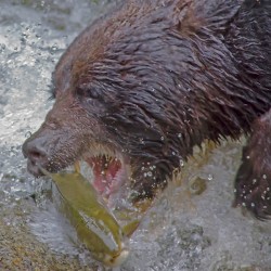 Grizzly bear and dinner