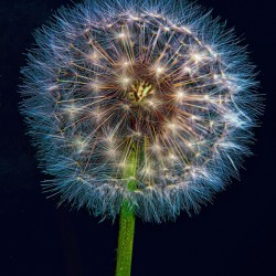 Dandelion Burst