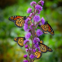 Monarch on Blazing Star