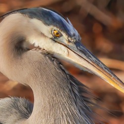 Great blue heron