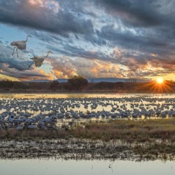 Sunrise at the Bosque