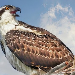 Osprey on watch