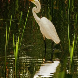Feeding egret