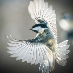 Small bird - big wings