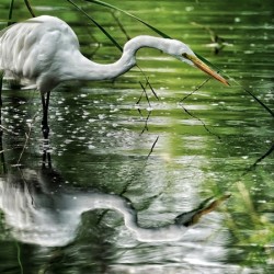 Feeding Egret