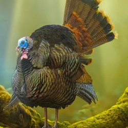 Turkey Gobbler