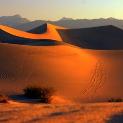 Mesquite Dunes at Dusk