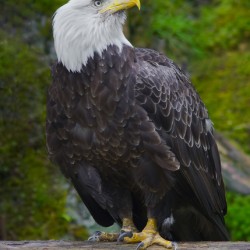 Bald eagle 