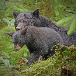 Mom and Cub