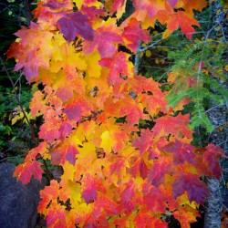 Complimentary Maple colors