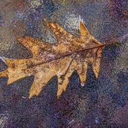 Oakleaf on ice