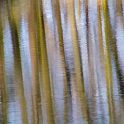 Ripples of the forest