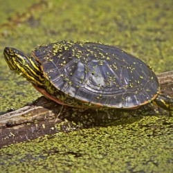  PaintedTurtle