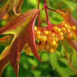 Viburnum sargentii Koehne