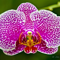 Pink Orchid