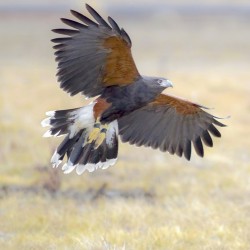 Harris hawk on the wing