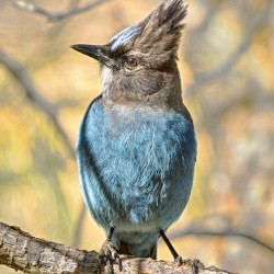 Steller Jay
