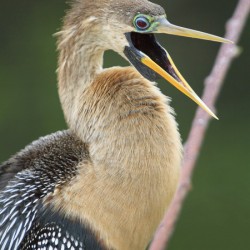 Juvenile Anhinga