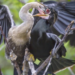 Anhinga at lunch