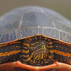 PaintedTurtle