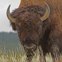 Bull bison