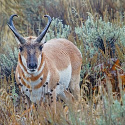 Pronghorn Antelope