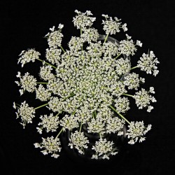 Wild Carrot Wildflower