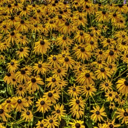 Black-eyed Susans