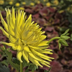 Yellow Dahlia