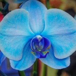 Blue Orchid