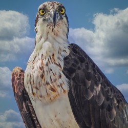 Osprey posing