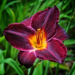Purple Lilly