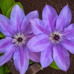 Clematis Flower