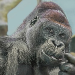 Gorilla