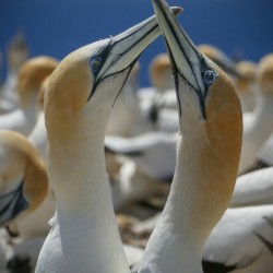 Northern Gannet