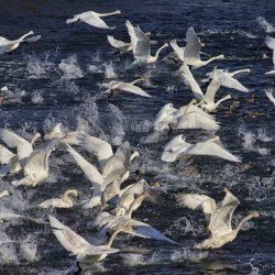 Swan Lift-Off