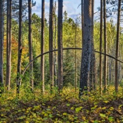 Stand of Trees