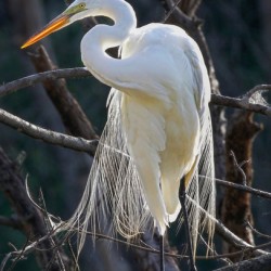White egret