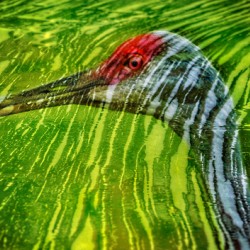  Reflections of sandhill crane 