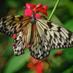 Paper kite butterfly