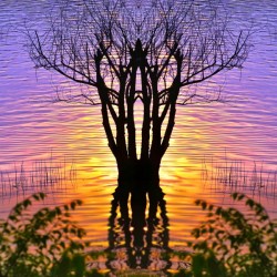 Lakeside sun on tree