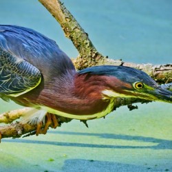  Green Heron
